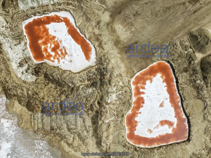 : Saline ponds with ruddy algae growth and white salt deposits at the Skeleton Coast : Saline ponds with ruddy algae growth and white salt deposits at the Skeleton Coast