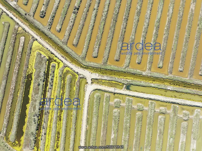  : Saline ponds at the salt works near Chiclana de la Frontera
