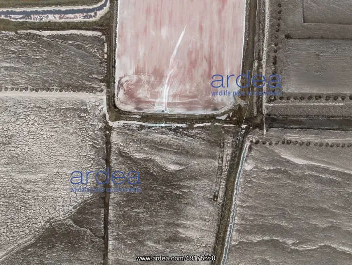 : Saline ponds at the salt works of Walvis Bay : Saline ponds at the salt works of Walvis Bay