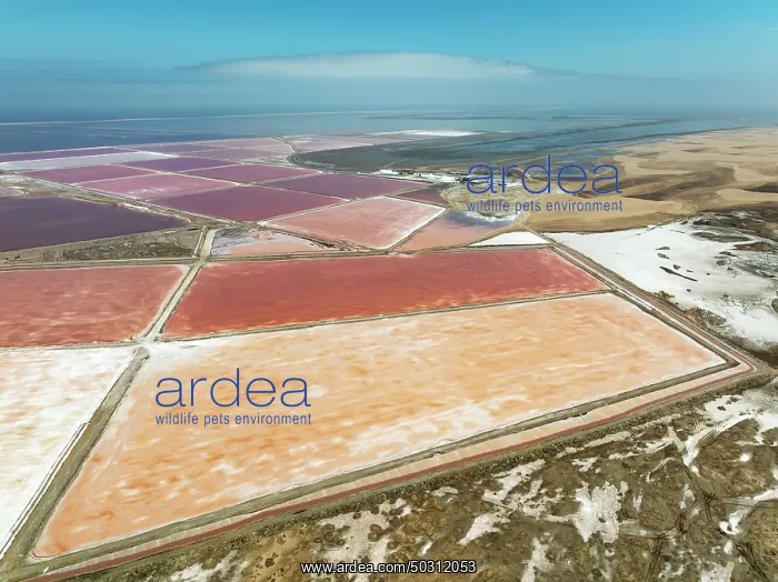 : Saline ponds at the salt works of Walvis Bay Salt adjoining the Walvis Bay lagoon and the dunes of the Namib Desert : Saline ponds at the salt works of Walvis Bay Salt adjoining the Walvis Bay lagoon and the dunes of the Namib Desert