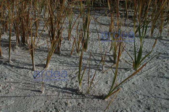 : Salinization : Salinization