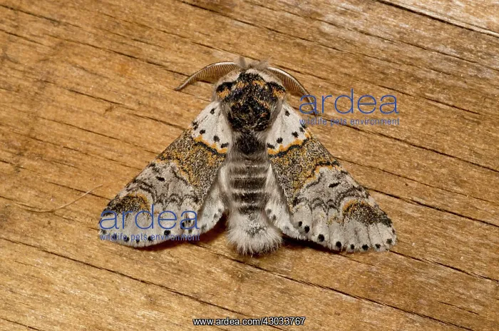  : Sallow Kitten Moth male