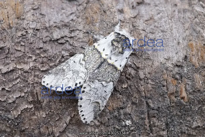 : Sallow Kitten Moth, Norfolk UK : Sallow Kitten Moth, Norfolk UK