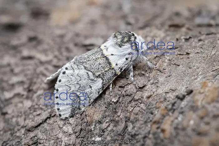 : Sallow Kitten Moth, Norfolk UK : Sallow Kitten Moth, Norfolk UK