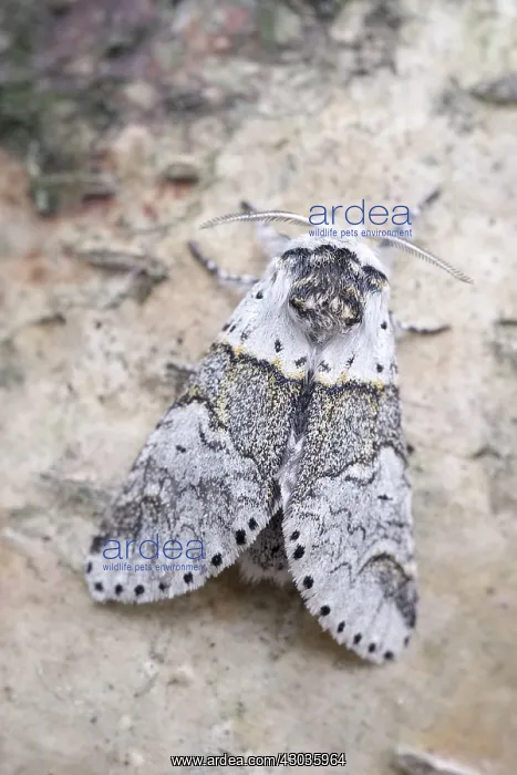 : Sallow Kitten Moth, Norfolk UK : Sallow Kitten Moth, Norfolk UK