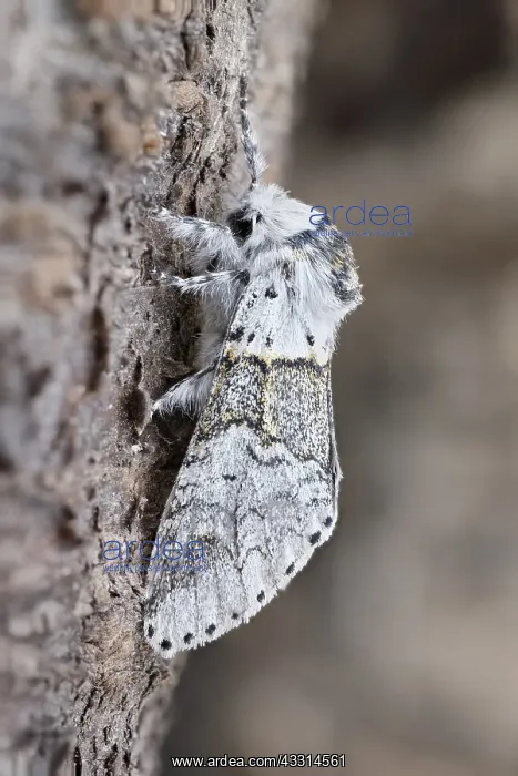 : Sallow Kitten Moth, Norfolk UK : Sallow Kitten Moth, Norfolk UK