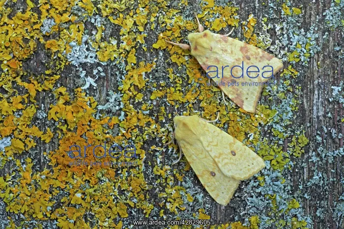 : Sallow Moth - Normal (upper moth) and form flavescens : Sallow Moth - Normal (upper moth) and form flavescens