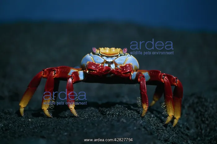 : Sally Lightfoot Crab : Sally Lightfoot Crab