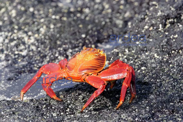 : Sally Lightfoot Crab : Sally Lightfoot Crab