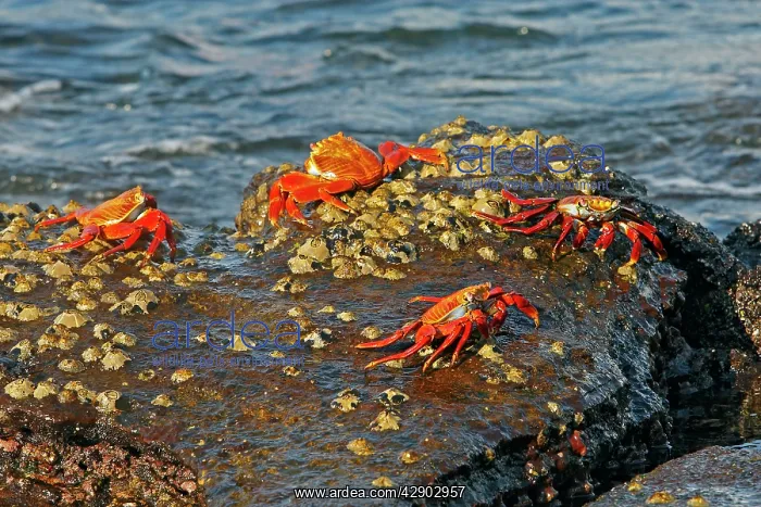 : Sally Lightfoot Crab : Sally Lightfoot Crab