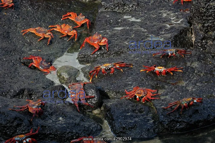 : Sally Lightfoot Crab : Sally Lightfoot Crab
