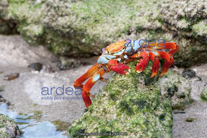 : Sally Lightfoot Crab : Sally Lightfoot Crab
