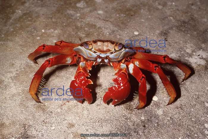 : SALLY LIGHTFOOT CRAB : SALLY LIGHTFOOT CRAB
