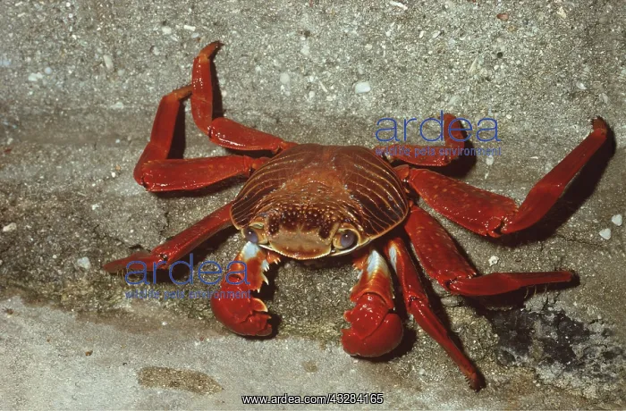 : SALLY LIGHTFOOT CRAB : SALLY LIGHTFOOT CRAB