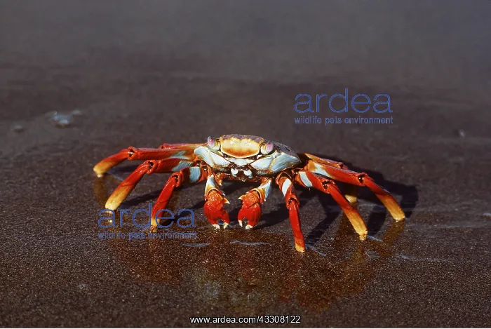 : SALLY LIGHTFOOT CRAB : SALLY LIGHTFOOT CRAB
