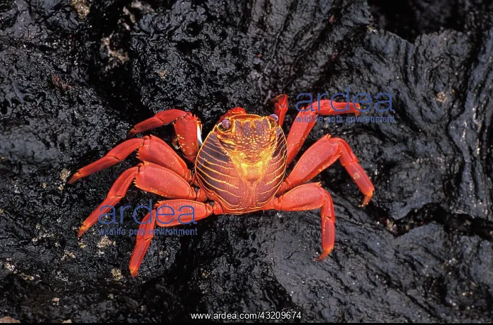 : Sally Lightfoot Crab (grapsus grapsus), Adult standing : Sally Lightfoot Crab (grapsus grapsus), Adult standing