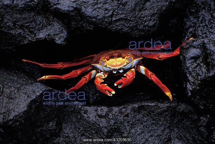: Sally Lightfoot Crab (grapsus grapsus), Adult standing : Sally Lightfoot Crab (grapsus grapsus), Adult standing