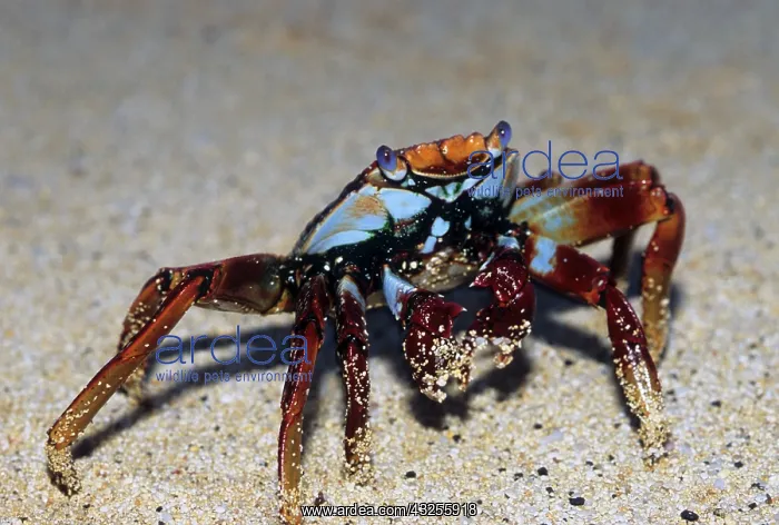 : Sally Lightfoot Crab, (Grapsus grapsus) : Sally Lightfoot Crab, (Grapsus grapsus)