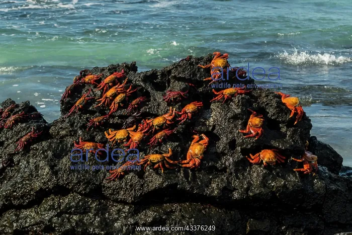 : Sally Lightfoot Crab (Grapsus grapsus), Bachas beach : Sally Lightfoot Crab (Grapsus grapsus), Bachas beach