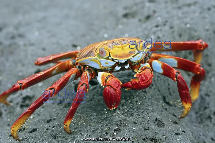 : Sally lightfoot crab (Grapsus grapsus), red rock : Sally lightfoot crab (Grapsus grapsus), red rock