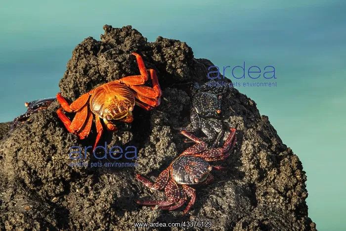 : Sally lightfoot crab. San Cristobal Island, Galapagos : Sally lightfoot crab. San Cristobal Island, Galapagos