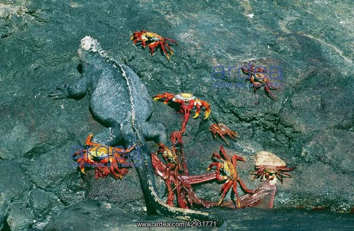  : Sally Lightfoot Crabs - with Marine Iguana eating
