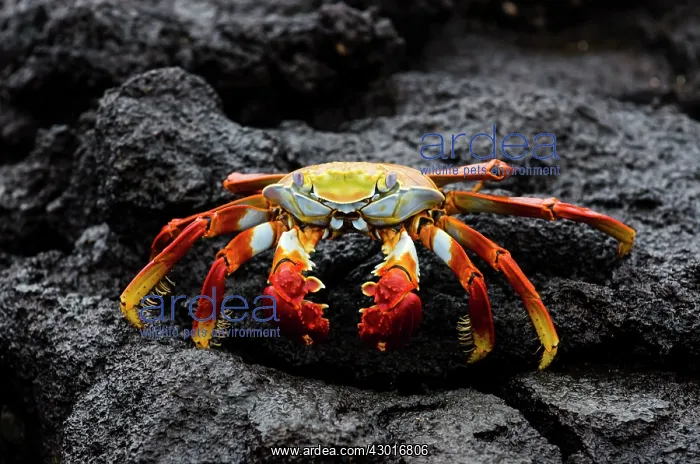 : Sally Lightfoot Galapagos Crab on lava rock : Sally Lightfoot Galapagos Crab on lava rock