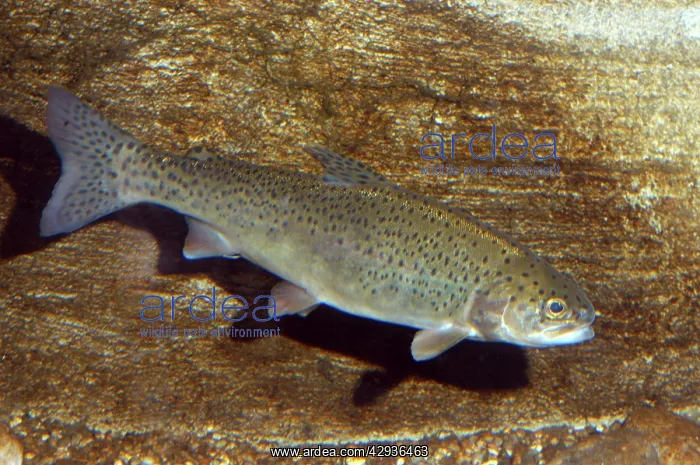  : Salmon