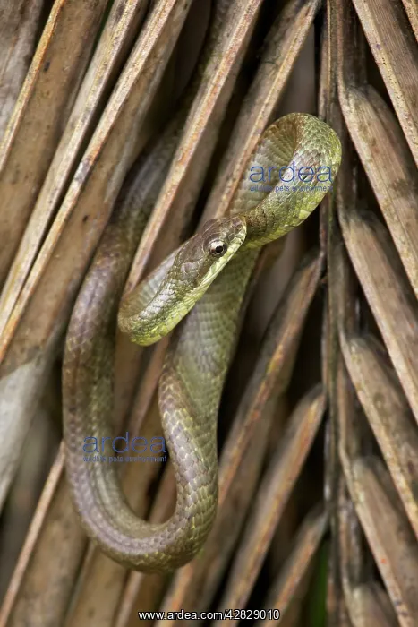 : Salmon-bellied Racer : Salmon-bellied Racer