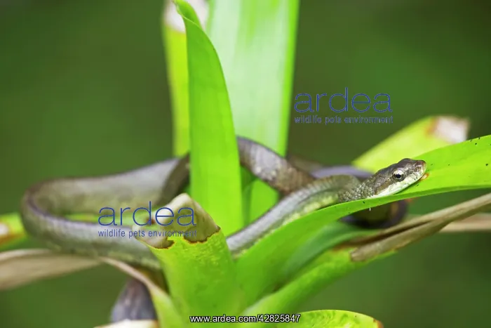 : Salmon-bellied Racer / Dryad Snake : Salmon-bellied Racer / Dryad Snake