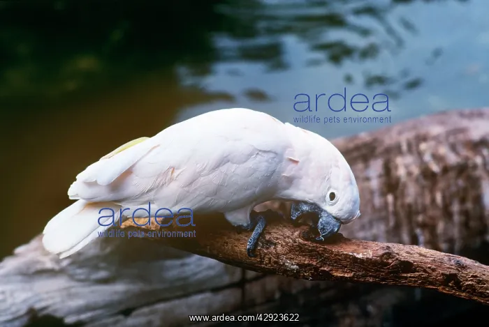 : SALMON-CRESTED COCKATOO : SALMON-CRESTED COCKATOO