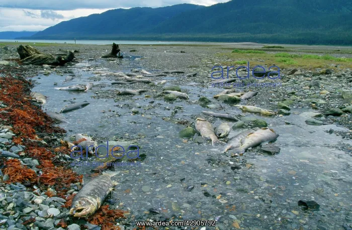 : Salmon - dead, after spawning : Salmon - dead, after spawning
