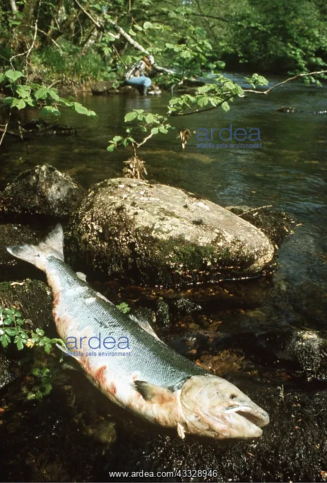 : SALMON - Dying on spawning ground with ulcerative : SALMON - Dying on spawning ground with ulcerative