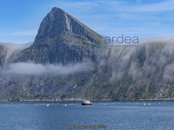 : Salmon farm, aquaculture in the Mefjord on Senja : Salmon farm, aquaculture in the Mefjord on Senja