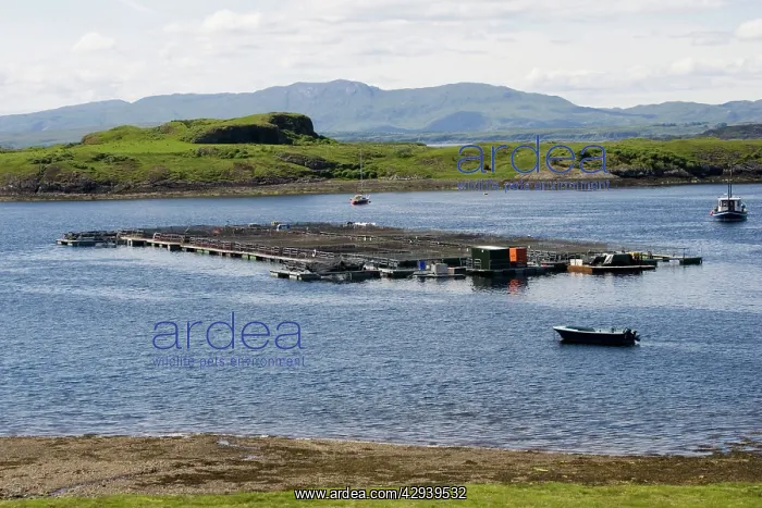 : Salmon farm near Craignure, Isle of Mull, Scotland : Salmon farm near Craignure, Isle of Mull, Scotland