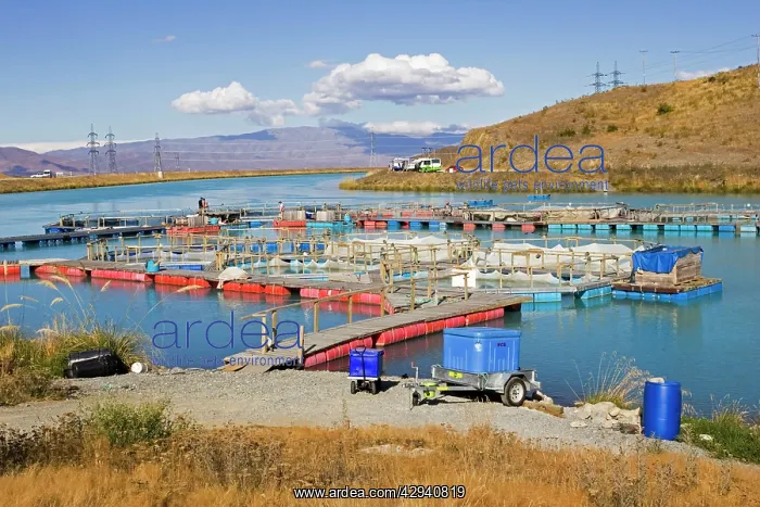 : Salmon farming at High Country Salmon near Twizel : Salmon farming at High Country Salmon near Twizel