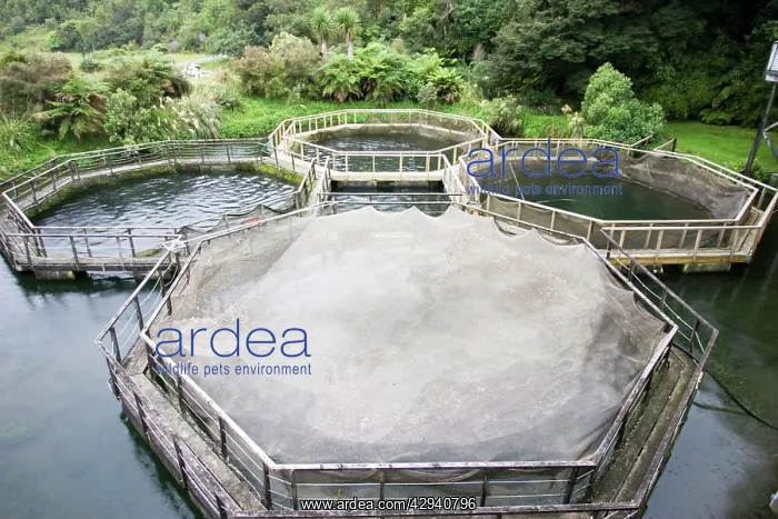 : Salmon farming near Fox Glacier : Salmon farming near Fox Glacier