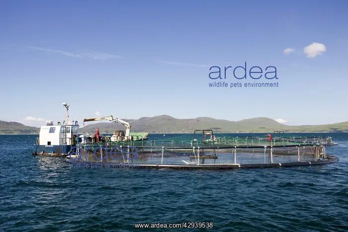  : Salmon farming in Sound of Mull off Isle of Mull