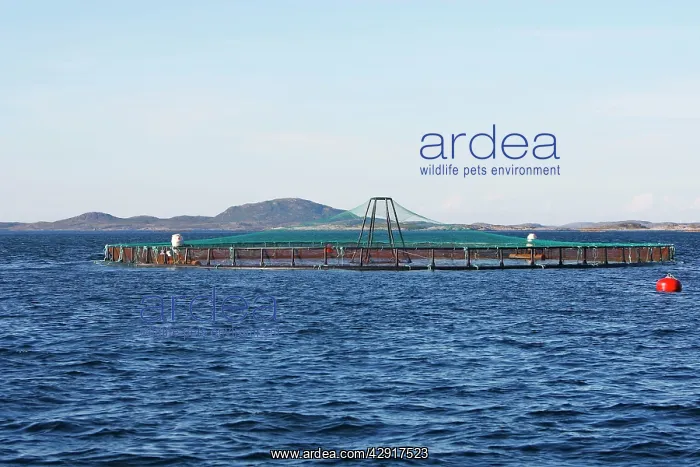 : Salmon fish farm : Salmon fish farm