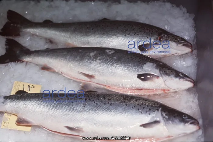 : SALMON FISH FARMING in the Atlantic : SALMON FISH FARMING in the Atlantic