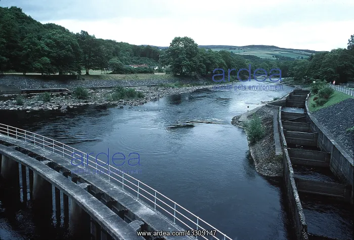 : SALMON FISH LADDER : SALMON FISH LADDER