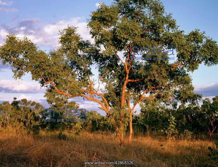 : Salmon Gum - Katherine area : Salmon Gum - Katherine area