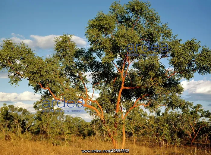 : Salmon Gum nest tree species for the endangered : Salmon Gum nest tree species for the endangered