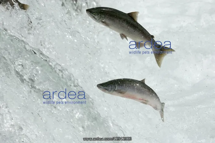 : Salmon jumping : Salmon jumping