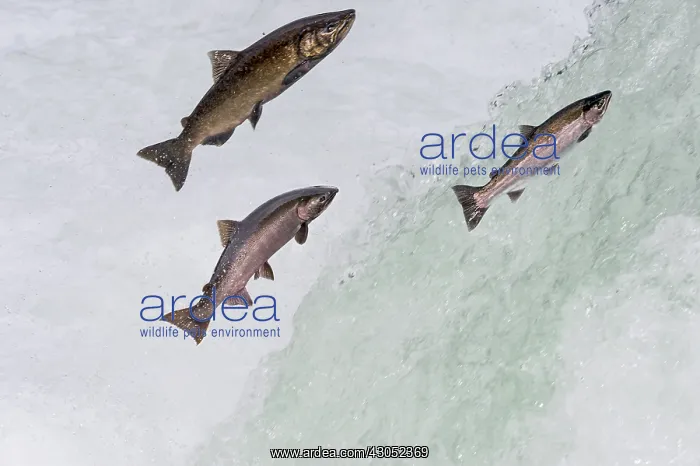 : Salmon jumping falls on fall spawning migration : Salmon jumping falls on fall spawning migration