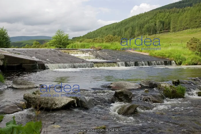 : Salmon ladder on Leithen Water : Salmon ladder on Leithen Water