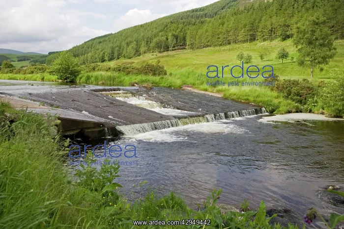 : Salmon ladder on Leithen Water : Salmon ladder on Leithen Water