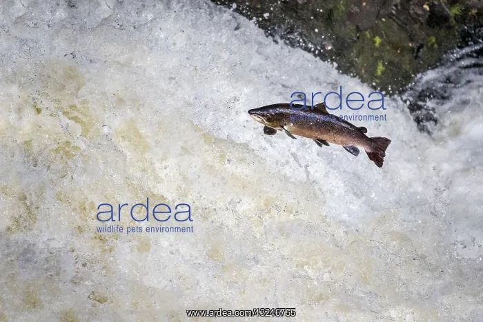 : Salmon - Leaping - Falls of Shin - Scotland - UK : Salmon - Leaping - Falls of Shin - Scotland - UK
