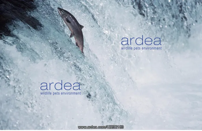 : SALMON - Leaping up river : SALMON - Leaping up river