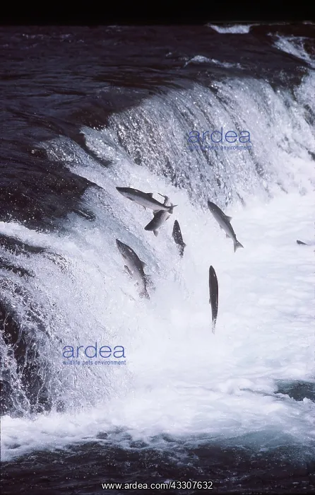 : SALMON - LEAPING UP RIVER : SALMON - LEAPING UP RIVER